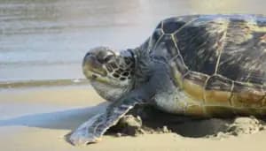 ひわさうみがめトライアスロン