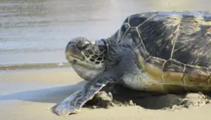 ひわさうみがめトライアスロン